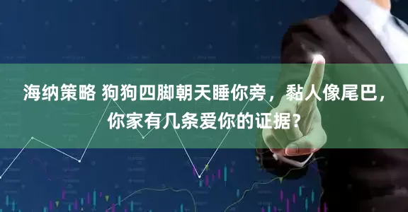 海纳策略 狗狗四脚朝天睡你旁，黏人像尾巴，你家有几条爱你的证据？